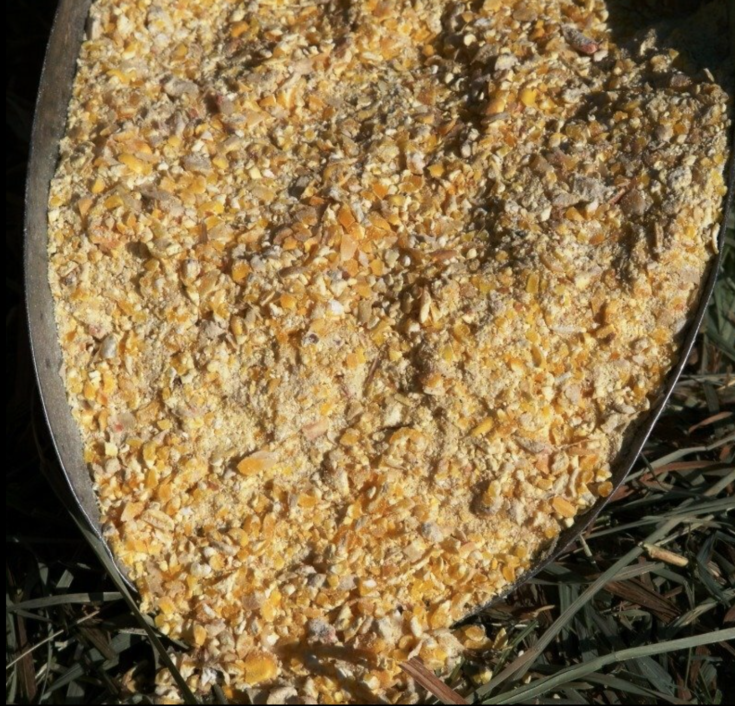 Maize Animal feed