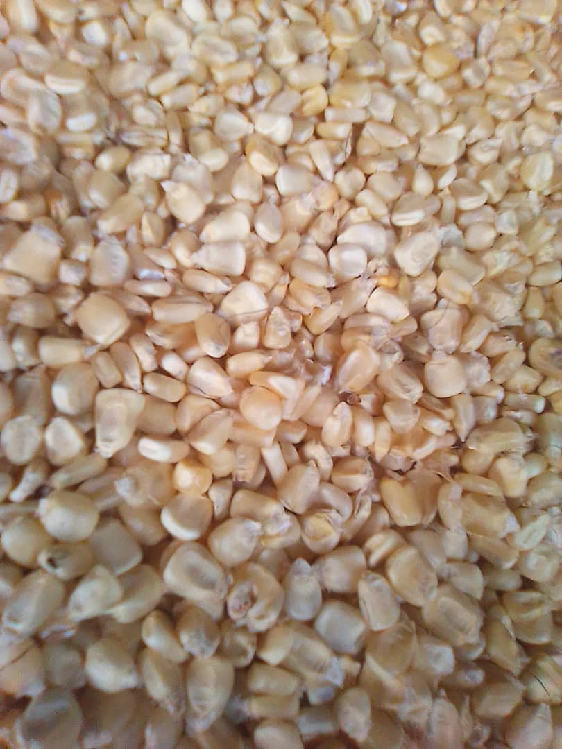 Maize